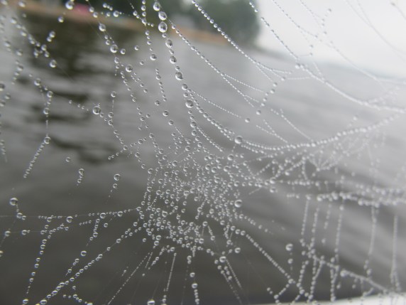 Dew-kissed Web