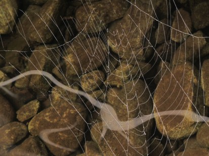 Distilled Cobweb
