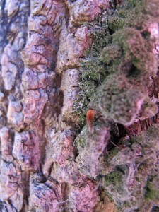 Bark on Stony Lake Hke