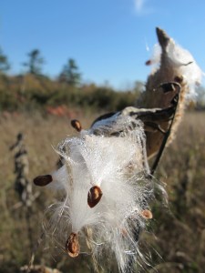 Milkweed