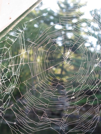 Morning Web