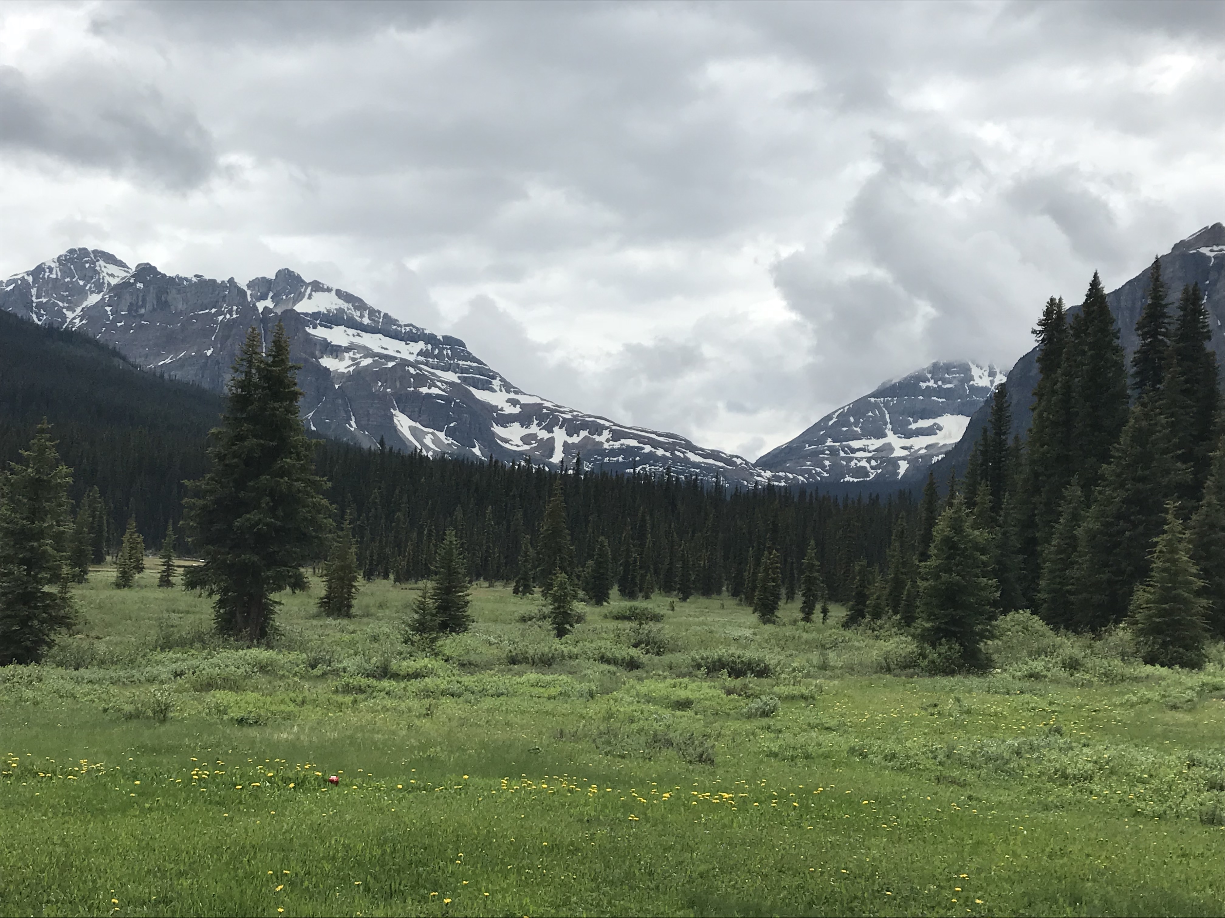 TFvPioSYRnmu9YSeVHeXjA