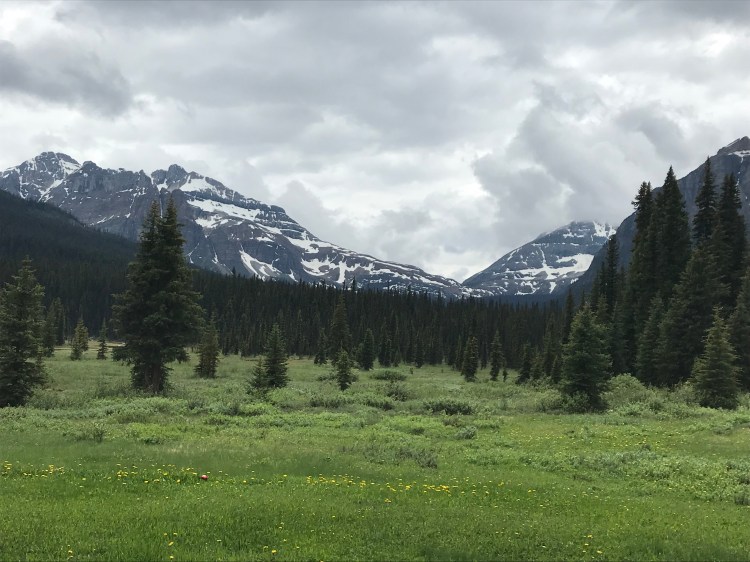 TFvPioSYRnmu9YSeVHeXjA